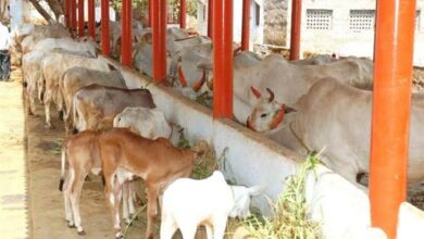 Photo of गोशालाओं को हरा चारा और भूसा दान करने की अपील