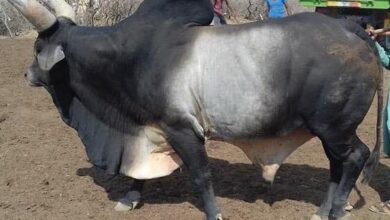 Photo of Stray Bull Terror in Noida : प्राधिकरण की लापरवाही से खुले में घूम रहे आवारा सांड का आतंक, युवक को पटक पटक कर मार डाला, समाजसेवी बोले जिम्मेदार अधिकारियों पर हो कार्रवाई