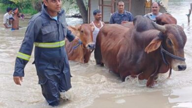 Photo of Noida Hindi News: छपरौली मंगरोली के सामने यमुना नदी का भरा पानी, चार लोगों को निकला, 80 पशु पानी में फंसे