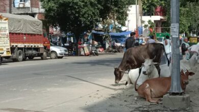 Photo of आवारा पशुओं को बाहर छोड़ने वालों के खिलाफ नोएडा प्राधिकरण ने खोला मोर्चा, नहीं आए बाज तो होगी एफआईआर