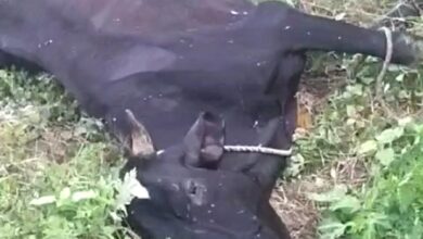 Photo of Noida News: नोएडा के पॉश इलाके में गाय की मौत, किसानों ने जताया रोष