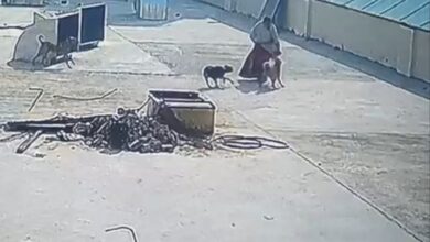 Photo of डीएम का आदेश बेअसर, ग्रेटर नोएडा वेस्ट की इस सोसाएटी में अब कुत्तों ने बुजुर्ग महिला पर किया हमला, देखिये रोंगटे खड़े करने वाला वीडियो 