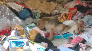 Photo of ग्रेटर नोएडा वेस्ट की इस सोसाएटी में तीन कुत्तों की मौत, सफाईकर्मियों ने वेतन नहीं मिलने पर नहीं  उठाया कूड़ा, पुलिस मौके पर