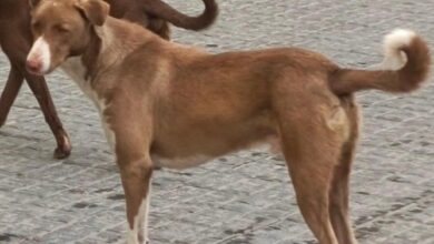 Photo of Noida Big Breaking : कुत्तों को लेकर इस सोसाएटी और प्राधिकरण में रार, कुत्ते नहीं हटाने पर कल सीईओ से मिलेंगे लोग, छह माह में 20 लोगों को कुत्तों ने काटा