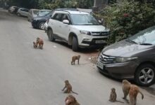 Photo of Monkey Terror : सेक्टर 51 के सी ब्लॉक में बंदरों के आतंक से भयभीत रेजिडेंट का प्राधिकरण को खुला पत्र