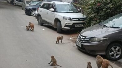 Photo of Monkey Terror : सेक्टर 51 के सी ब्लॉक में बंदरों के आतंक से भयभीत रेजिडेंट का प्राधिकरण को खुला पत्र