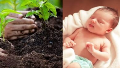 Photo of 1 से 7 जुलाई तक जन्मे बच्चों को मिलेगा ग्रीन गोल्ड सर्टिफिकेट और पौधा