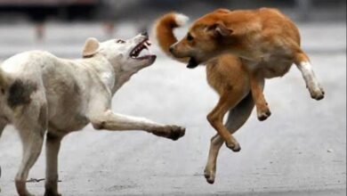 Photo of नोएडा और ग्रेटर नोएडा में बढ़ा कुत्तों का आतंक, 31 इलाके घोषित हुए हॉटस्पॉट