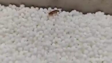 Photo of Greater Noida: ब्रांड के नाम पर परोसी जा रही गदंगी! खाद्य पदार्थों में कीड़े रेंगते मिलने पर विभाग ने की बड़ी कार्रवाई