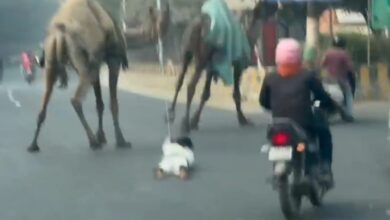 Photo of Greater Noida: गोलचक्कर के पास गाड़ियों के बीच ऊंट ने बदली अपनी चाल, धड़ाम से नीचे सड़क पर गिरा युवक